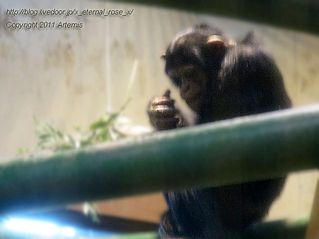 18.11.22.12 旭山動物園  (14)