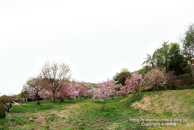 23.4.5 宗堂桜 (83)