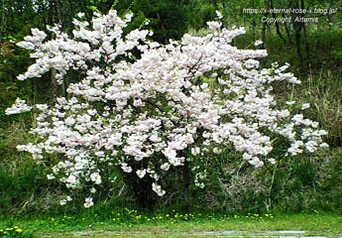 11.4.27 宗堂桜  (19)
