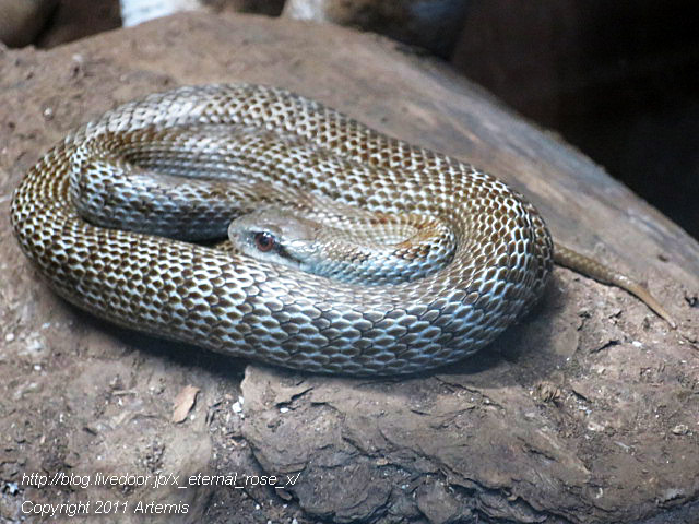 18.11.22.9 旭山動物園 両生類は虫類舎 (14)