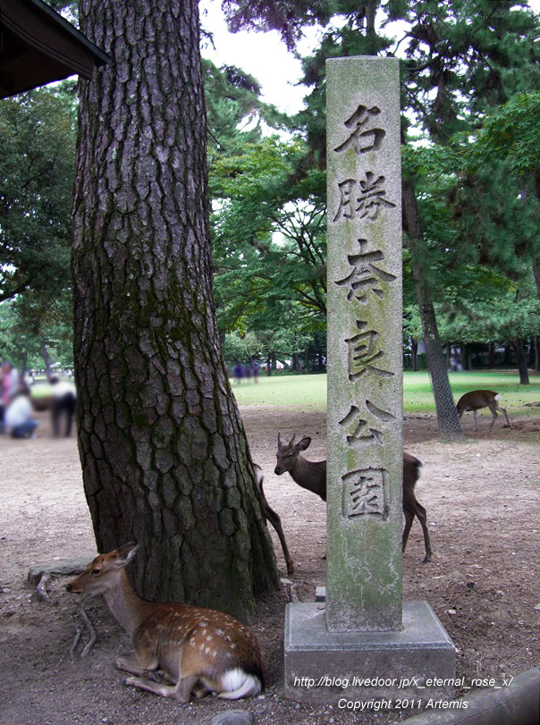 10.10.17 奈良公園 (4)