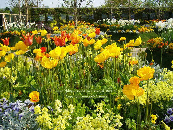 27 おかやま花だより (50) - コピー