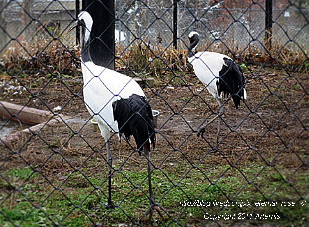 18.11.22.8 丹頂  (29)