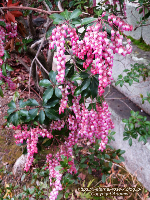 23.3.2.1  長岡天満宮  (28)