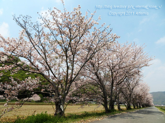 20.4.8.3 瀬戸町大内 桜  (17)