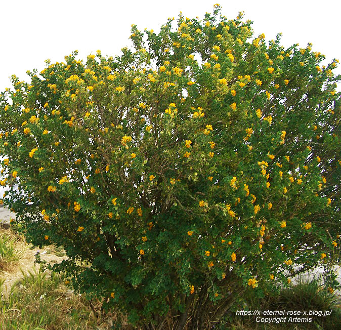 11.5.31.8 モンテソラーロ ソラ―ロ山 展望台  (4)