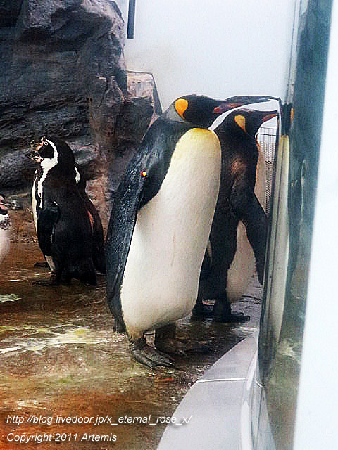 18.11.22.18 旭山動物園  (15)