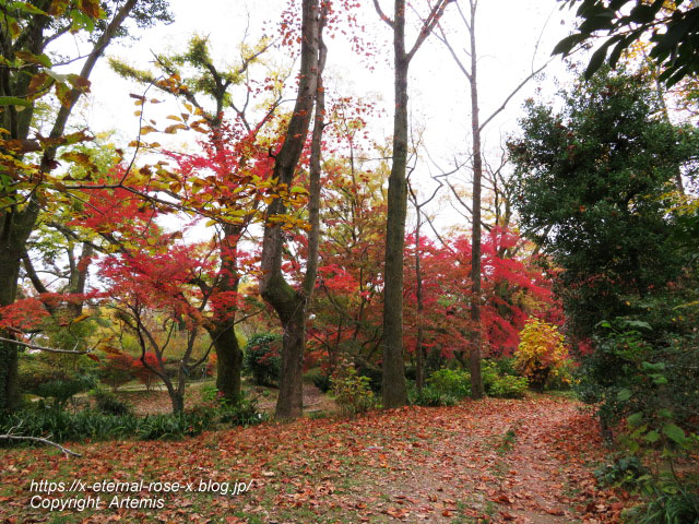 19.11.241 京都府立植物園 (179)