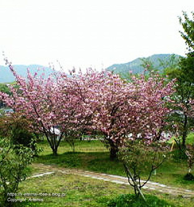11.4.27 宗堂桜  (9)