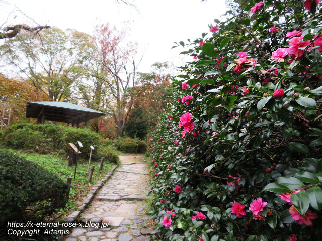 19.11.241 京都府立植物園 (178)