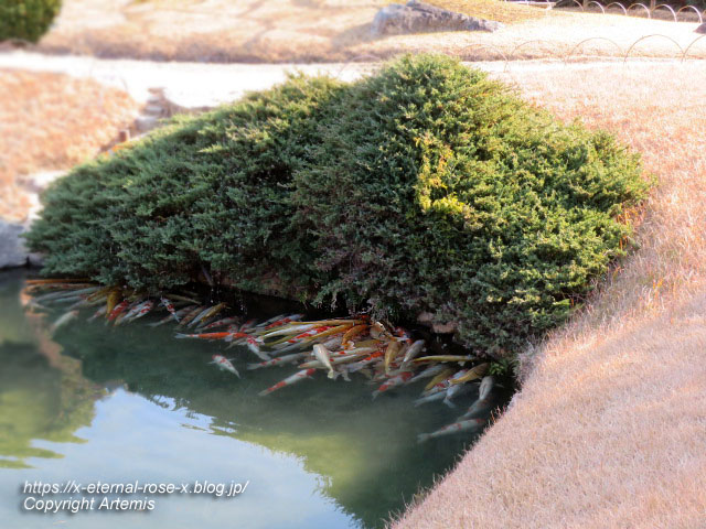 23.1.1 岡山後楽園  (103)
