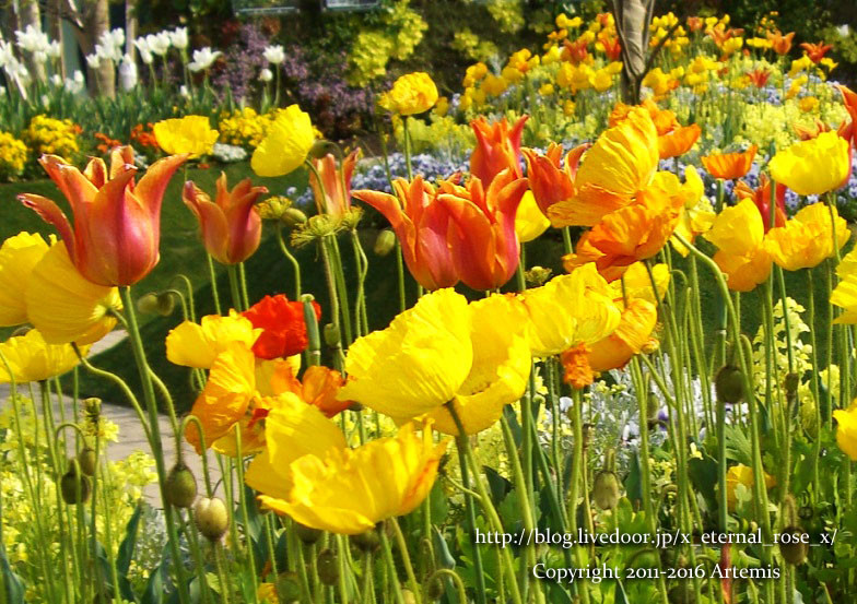 27 おかやま花だより (70)