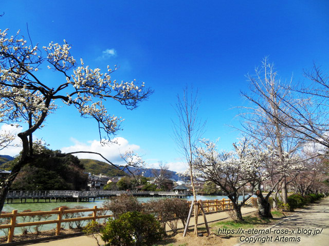 23.3.2.4 長岡天満宮 (20)