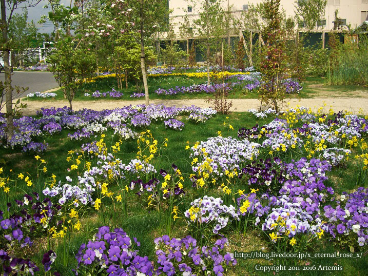 27 おかやま花だより  (1)