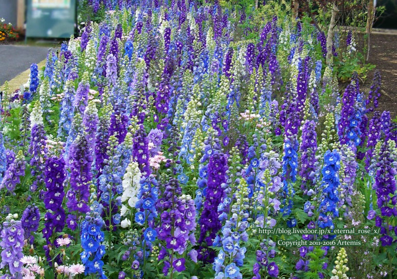 27 おかやま花だより  (28)