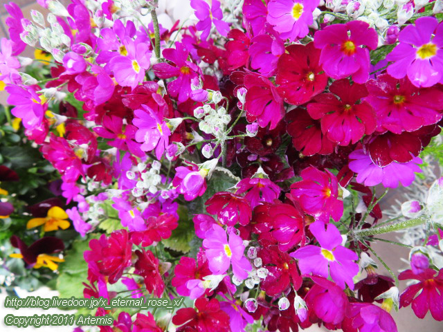 20.3.8 日本酒カフェ  (1)