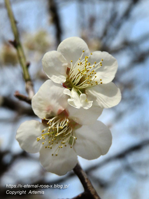 22.3.15 山麓窯  (31)