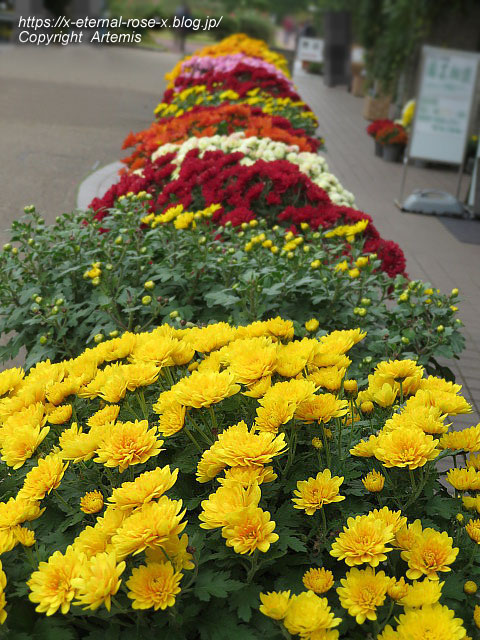 19.11.241 京都府立植物園 (122)
