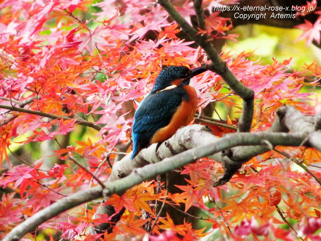 19.11.241 京都府立植物園 (31)