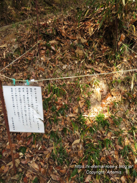 22.3.5.2 石上布都魂神社 (14)