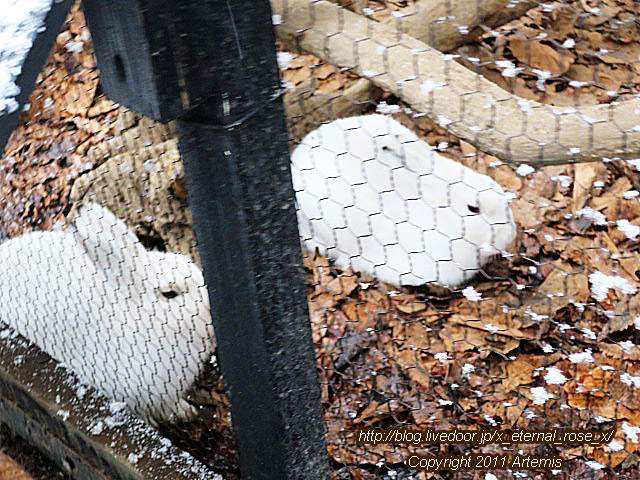 18.11.22.15 旭山動物園  (2)