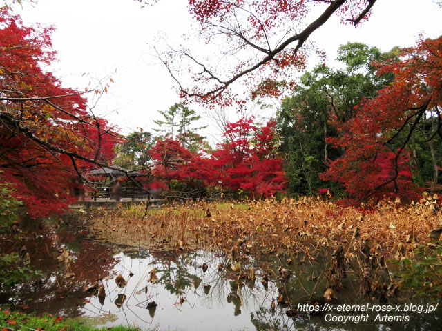 19.11.241 京都府立植物園 (58)