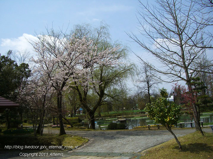 10.4.18 チューリップ四季彩館  (1)