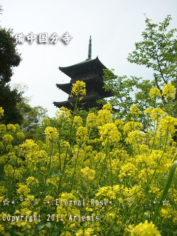 イメージ 10