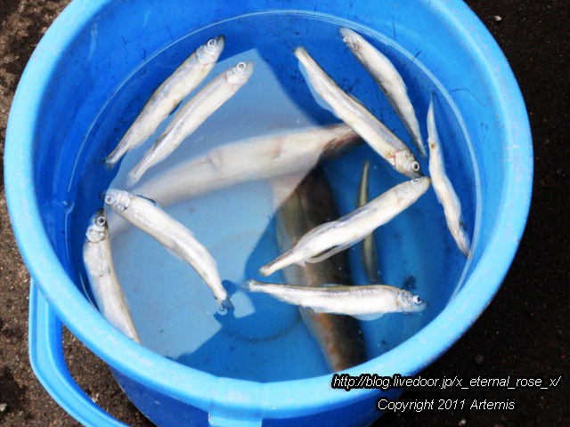 18.11.22.8 丹頂  (20)