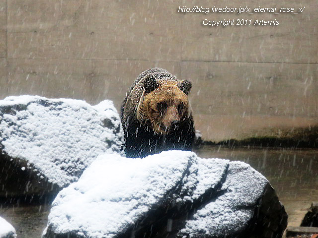 18.11.22.15 旭山動物園  (7)