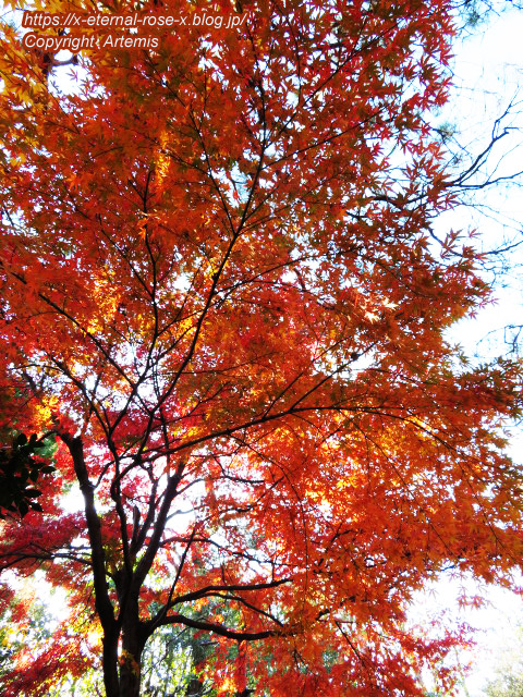 19.11.23.7 妙心寺 退蔵院  (12)