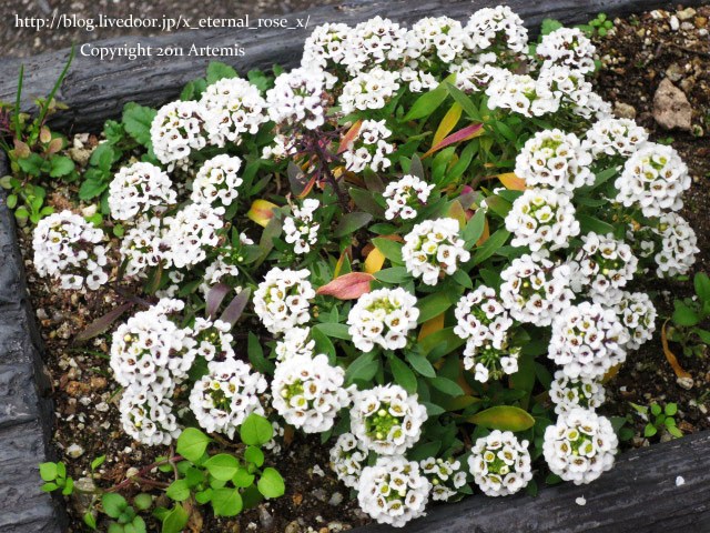 19.1.10.1 和気々藹々  (2)