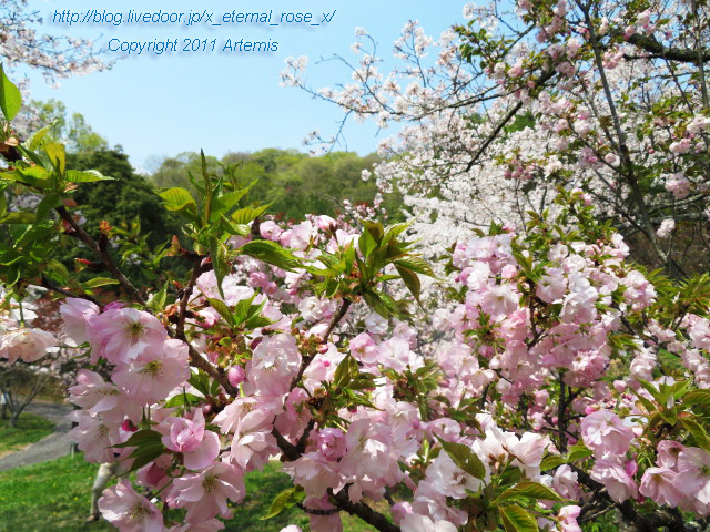 20.4.8 宗堂桜 (28)