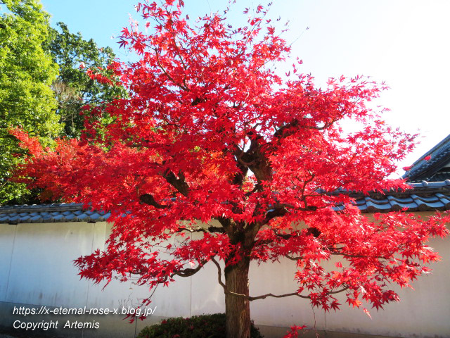 19.11.23.5 海福院 (1)