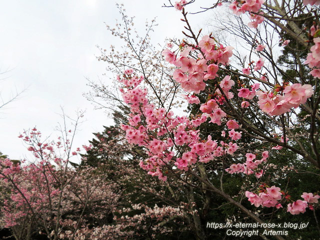 22.3.30.5 長岡公園  (27)