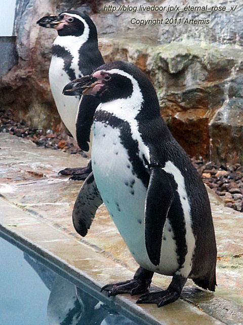 18.11.22.18 旭山動物園  (30)