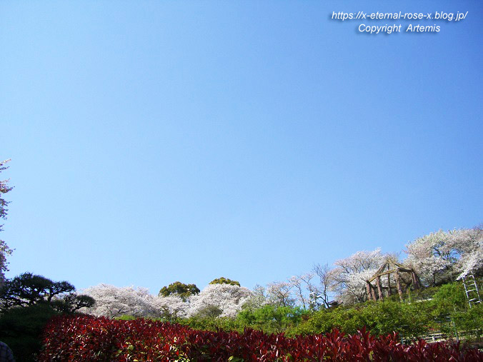 11.4.14.1 半田山植物園  (146)