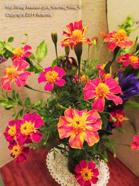 20.10.31.4 あじもり  (10)