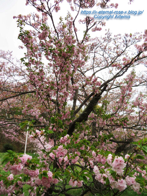 23.4.5 宗堂桜 (42)