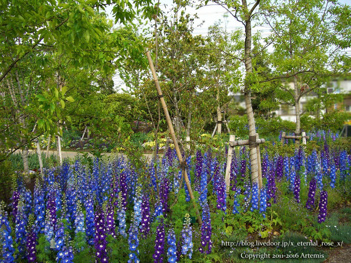 27 おかやま花だより  (62)