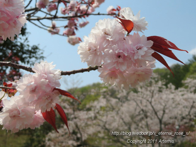 20.4.8 宗堂桜  (12)