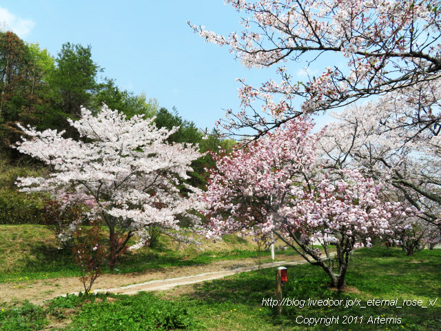 20.4.8 宗堂桜  (40)