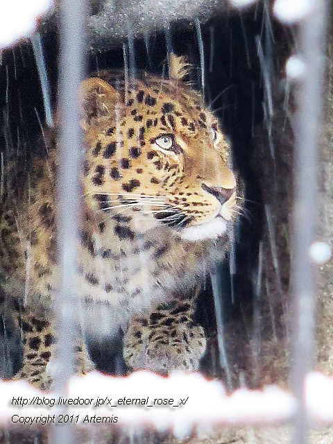 18.11.22.15 旭山動物園  (15)