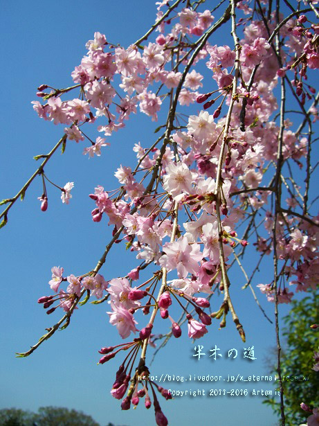1 京都府立植物園 (3)