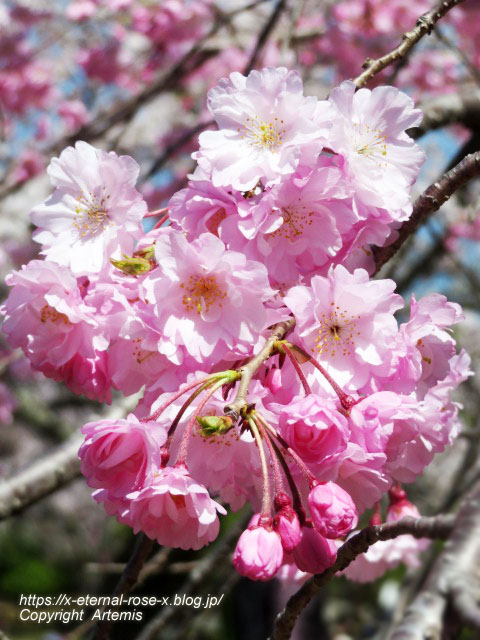 22.4.1.3 円山公園 (81)