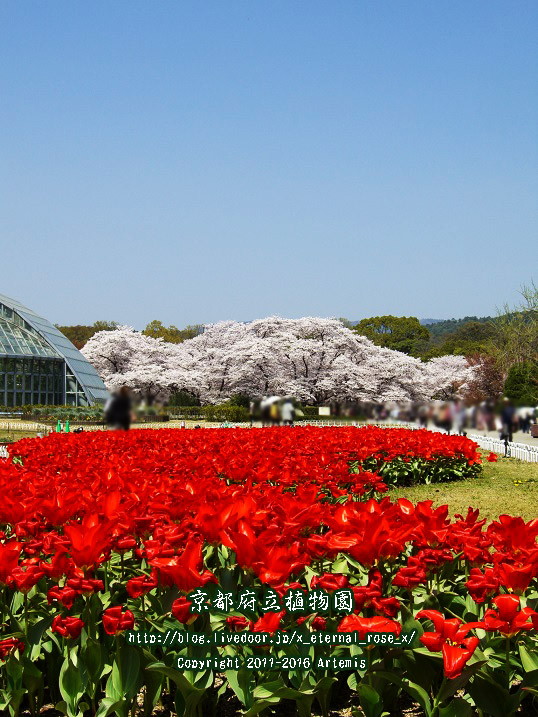 1 京都府立植物園 (8)