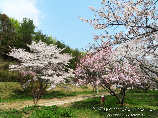 20.4.8 宗堂桜 (44)