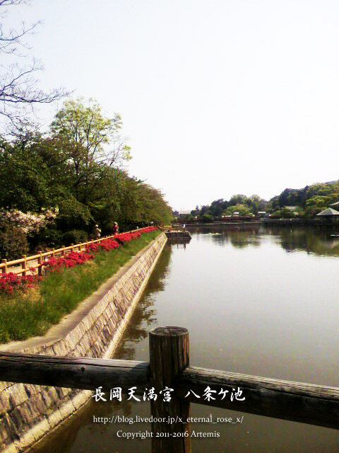 19 長岡天神　 (1)