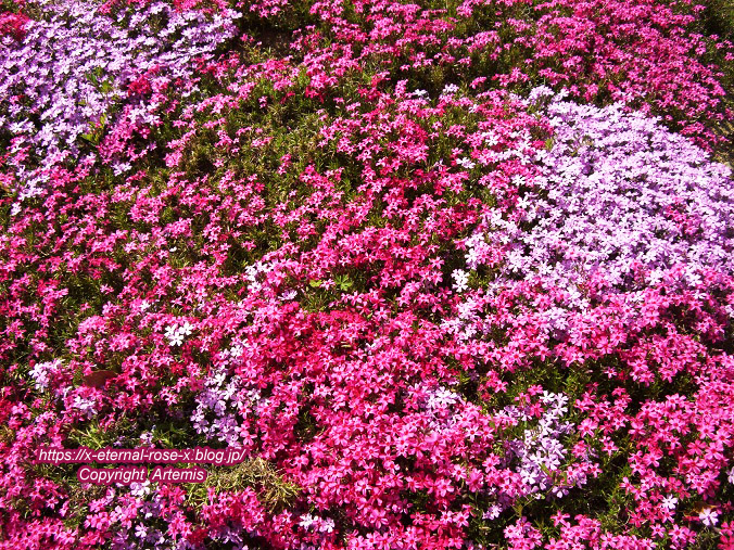11.4.14.1 半田山植物園 (9)