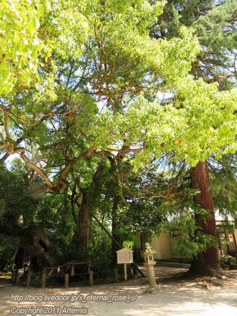 19.9.14.4 伊予國一宮 大山祇神社 (6)